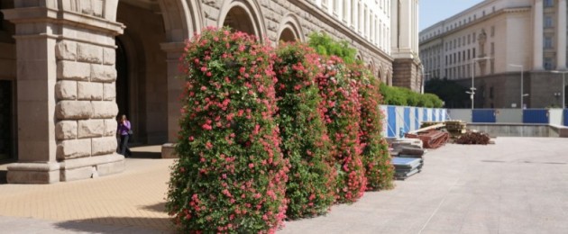 Sofia in flowers